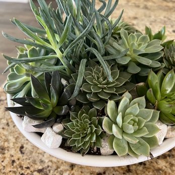 Billowing Blooms - Gorgeous succulent arrangement. - Florists Near Me - Leander, Texas Billowing Blooms - Gorgeous succulent arrangement. - Florists Near Me - Leander, Texas