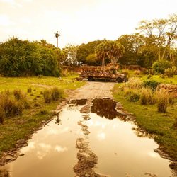 Kilimanjaro Safaris