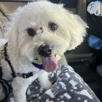 Bitches N Bubbles - So fresh and so clean! - Pet Groomers Near Me - Long Beach, California