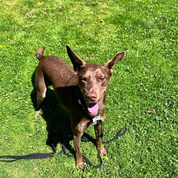 Golden Gate Good Boys - working with Selene on her long leash recall - Dog Walkers Near Me Golden Gate Good Boys - working with Selene on her long leash recall - Dog Walkers Near Me