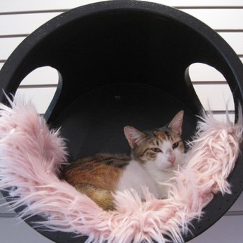 Cat Cafe Maui - Pet Adoption Near Me - Kahului, Hawaii