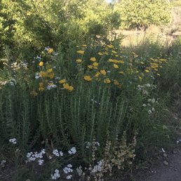 Flowers in June Flowers in June