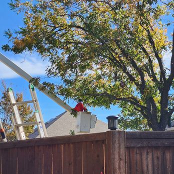 Parker Tree Service - Tree Services Near Me - Murphy, Texas Parker Tree Service - Tree Services Near Me - Murphy, Texas