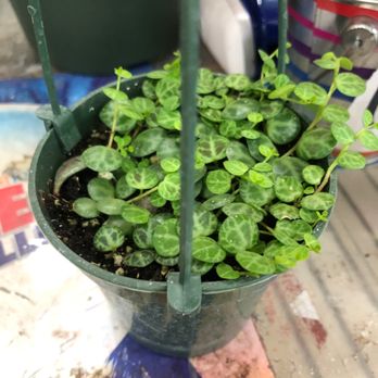 Rainbow - Nurseries & Gardening Near Me - Rosemead, California