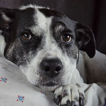 Doggy Doo Disposal Crew - Pet Waste Removal Near Me Doggy Doo Disposal Crew - Pet Waste Removal Near Me