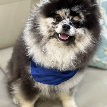 Dog Gone Clean Salon - Another clean pup with a bandana! - Pet Groomers Near Me - Kalispell, Montana Dog Gone Clean Salon - Another clean pup with a bandana! - Pet Groomers Near Me - Kalispell, Montana