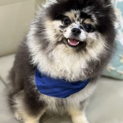 Dog Gone Clean Salon - Another clean pup with a bandana!