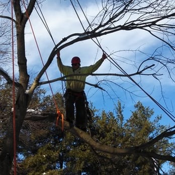 Timberwolf Tree Service - Tree Services Near Me - Hightstown, New Jersey Timberwolf Tree Service - Tree Services Near Me - Hightstown, New Jersey