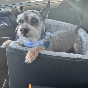 Grooming By Gloria - Quentin after a hair cut and wash! - Pet Groomers Near Me - San Antonio, Texas Grooming By Gloria - Quentin after a hair cut and wash! - Pet Groomers Near Me - San Antonio, Texas