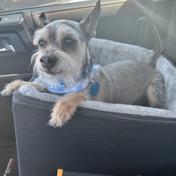 Grooming By Gloria - Quentin after a hair cut and wash!