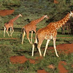 Grand Journeys - Africa's calling