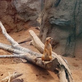 Brevard Zoo - Meerkat - Zoos Near Me - Melbourne, Florida