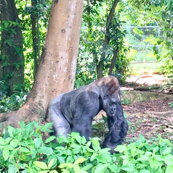 Monkey Jungle - King, the resident gorilla. - Zoos Near Me - Miami, Florida