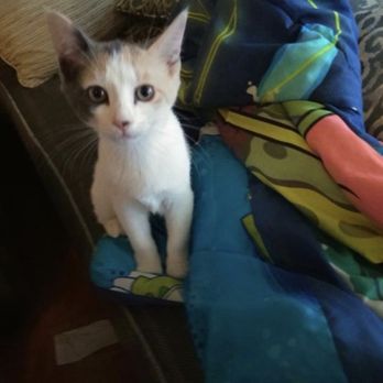 Long Beach Humane Society - Emily - Animal Shelters Near Me - Island Park, New York