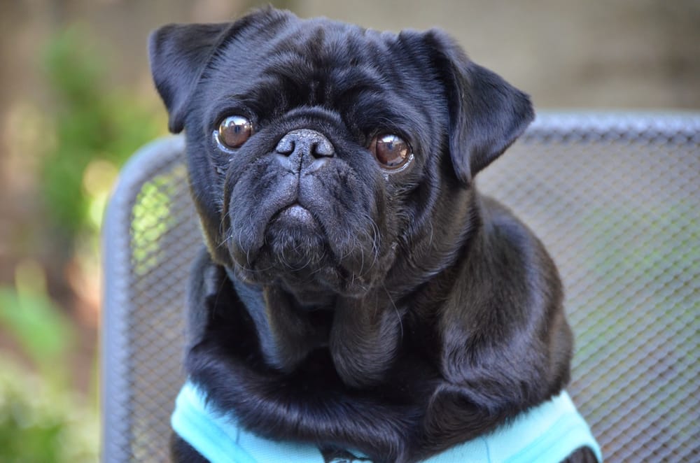 vca almaden valley animal hospital yelp