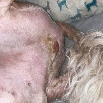 Mutt Cutts Dog Spa - It's very obvious in all Of the photos the irritation, cuts or snips on my baby's skin. - Pet Groomers Near Me - Chino, California