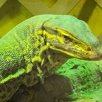 Reptile Factory Downey - Reptile Shops Near Me - Downey, California Reptile Factory Downey - Reptile Shops Near Me - Downey, California