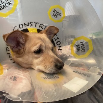 Bannon Woods Veterinary Hospital Veterinarians 11116 Dezern Ave Louisville Ky Phone Number