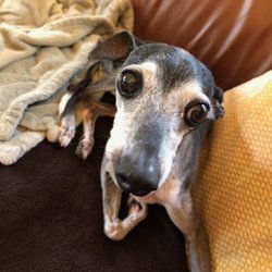 Michelle, The Critter Sitter - Marty the Italian Greyhound