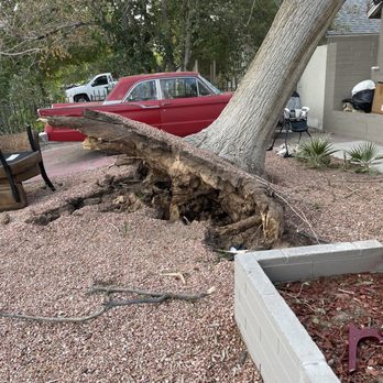 Beaver Brothers Tree Service - It was completely uprooted - Tree Services Near Me - Las Vegas, Nevada Beaver Brothers Tree Service - It was completely uprooted - Tree Services Near Me - Las Vegas, Nevada