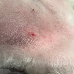 The razor burn on my dog's belly
