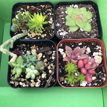 Rojas Succulents and Cacti - Cash price $1 each or $1.50 with credit card - Nurseries & Gardening Near Me - Fallbrook, California Rojas Succulents and Cacti - Cash price $1 each or $1.50 with credit card - Nurseries & Gardening Near Me - Fallbrook, California