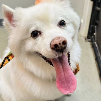 Petbar Boutique - Katy - Pet Groomers Near Me - Katy, Texas Petbar Boutique - Katy - Pet Groomers Near Me - Katy, Texas