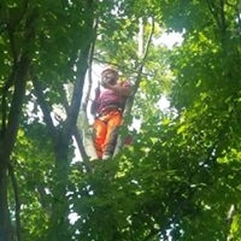 Old Town Tree Service - Tree Services Near Me - Pendleton, Indiana