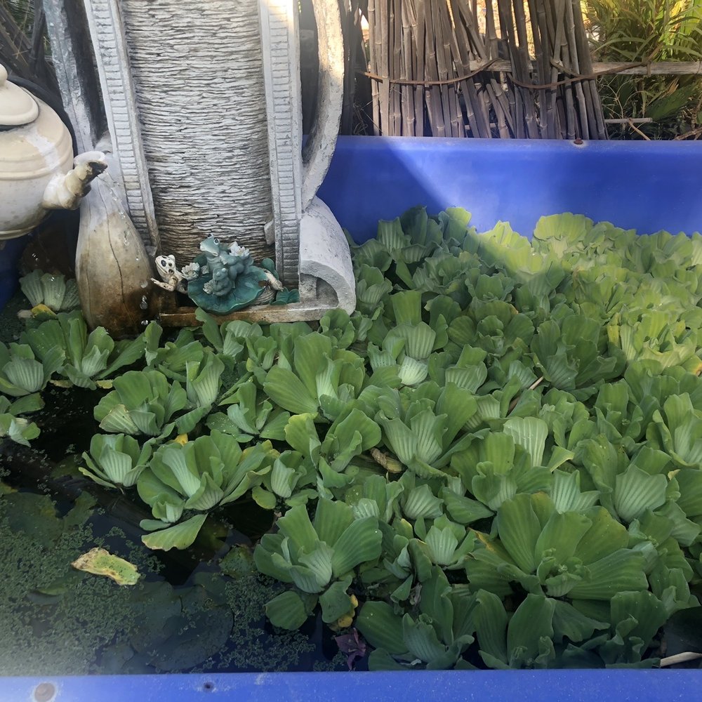 Pond 101 - a container filled with water plants - Landscaping Near Me - San Gabriel, California Pond 101 - a container filled with water plants - Landscaping Near Me - San Gabriel, California