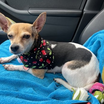 EarthWise Pet Cardiff - Beautiful Belle - Pet Stores Near Me - Cardiff, California EarthWise Pet Cardiff - Beautiful Belle - Pet Stores Near Me - Cardiff, California