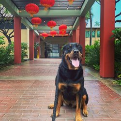 Dogwalker Etc