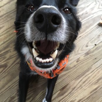 Olde Towne Pet Resort - Our happy boy after receiving a spa service. - Pet Groomers Near Me - Springfield, Virginia Olde Towne Pet Resort - Our happy boy after receiving a spa service. - Pet Groomers Near Me - Springfield, Virginia