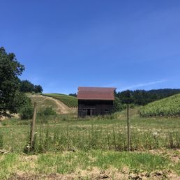 Colene Clemens Vineyards, June Colene Clemens Vineyards, June