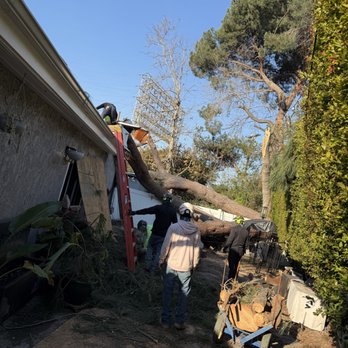 Nature's Tree Service - Tree Services Near Me - West Covina, California