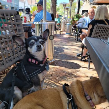 Patricks 1481 - Pups waiting for M/R burger - Comfort Food Near Me - Sarasota, Florida Patricks 1481 - Pups waiting for M/R burger - Comfort Food Near Me - Sarasota, Florida