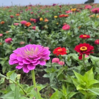 Stade's Farm & Market - Soooo pretty! - Farmers Market Near Me - McHenry, Illinois Stade's Farm & Market - Soooo pretty! - Farmers Market Near Me - McHenry, Illinois