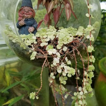 E.F.G. Orchids - Nurseries & Gardening Near Me - Deland, Florida E.F.G. Orchids - Nurseries & Gardening Near Me - Deland, Florida