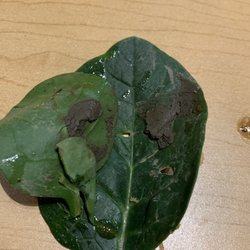 The Hot Spot - Glad I pay upwards of $1,000 for this disgusting food every semester