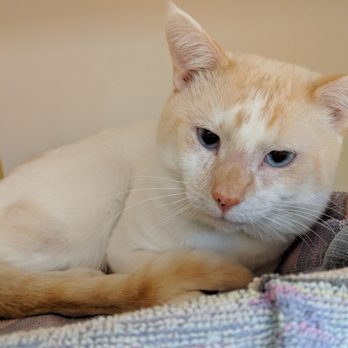 Women's Animal Center - Puffin - Animal Shelters Near Me - Bensalem, Pennsylvania Women's Animal Center - Puffin - Animal Shelters Near Me - Bensalem, Pennsylvania