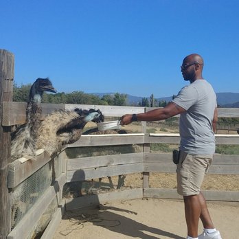 Ostrichland USA - This is bad form when feeding the birds. I should have been closer. - Attraction Farms Near Me - Solvang, California Ostrichland USA - This is bad form when feeding the birds. I should have been closer. - Attraction Farms Near Me - Solvang, California