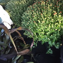 Maple Grove Nursery
