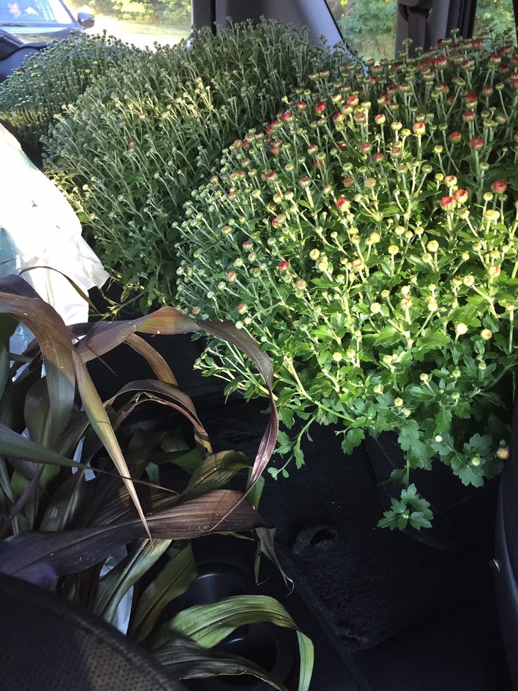 MAPLE GROVE NURSERY Updated September 2024 17 Reviews 713 Rt 6