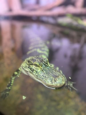 South Carolina Aquarium by null