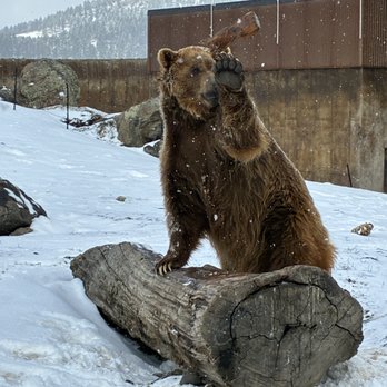 Montana Grizzly Encounter - Max playing with his log - Amusement Parks Near Me - Bozeman, Montana Montana Grizzly Encounter - Max playing with his log - Amusement Parks Near Me - Bozeman, Montana