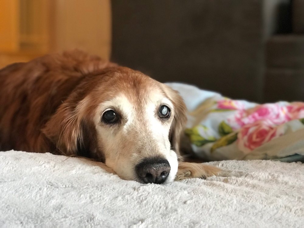 ALICIA PACIFIC VETERINARY CENTER 49 Photos & 121 Reviews 30051