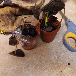 Poor little Chinese Money plants have very little chance of surviving!! Poor little Chinese Money plants have very little chance of surviving!!
