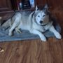 Photo of Canine Dimensions In Home Dog Training