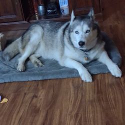 Canine Dimensions In Home Dog Training - Axel enjoying his new bed!