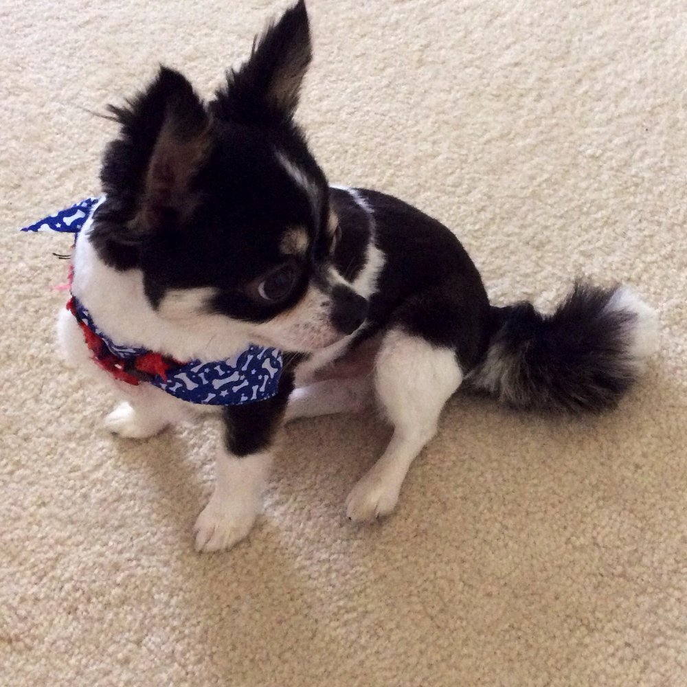 Our long-haired Chihuahua looking bright-eyed and bushy-tailed after his trim! Our long-haired Chihuahua looking bright-eyed and bushy-tailed after his trim!
