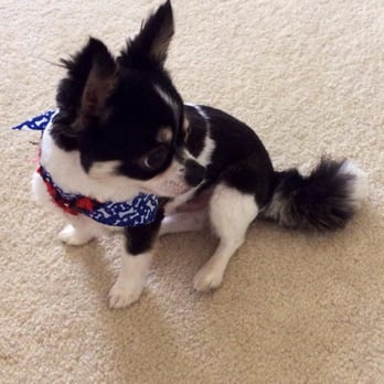 Lovely Pet Salon - Our long-haired Chihuahua looking bright-eyed and bushy-tailed after his trim! - Pet Groomers Near Me - Chantilly, Virginia Lovely Pet Salon - Our long-haired Chihuahua looking bright-eyed and bushy-tailed after his trim! - Pet Groomers Near Me - Chantilly, Virginia
